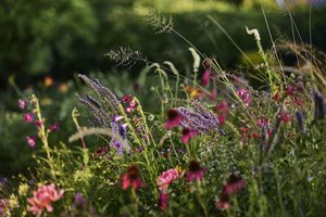 Botanikas ragina vejas praturtinti žydinčiais augalais: čia bitės ir vabzdžiai taip pat gali rasti prieglobstį