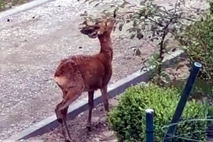Užfiksavo, kaip klaipėdietis kankino stirną: gyvūnas buvo ne tik spardomas, bet ir daužomas pagaliu