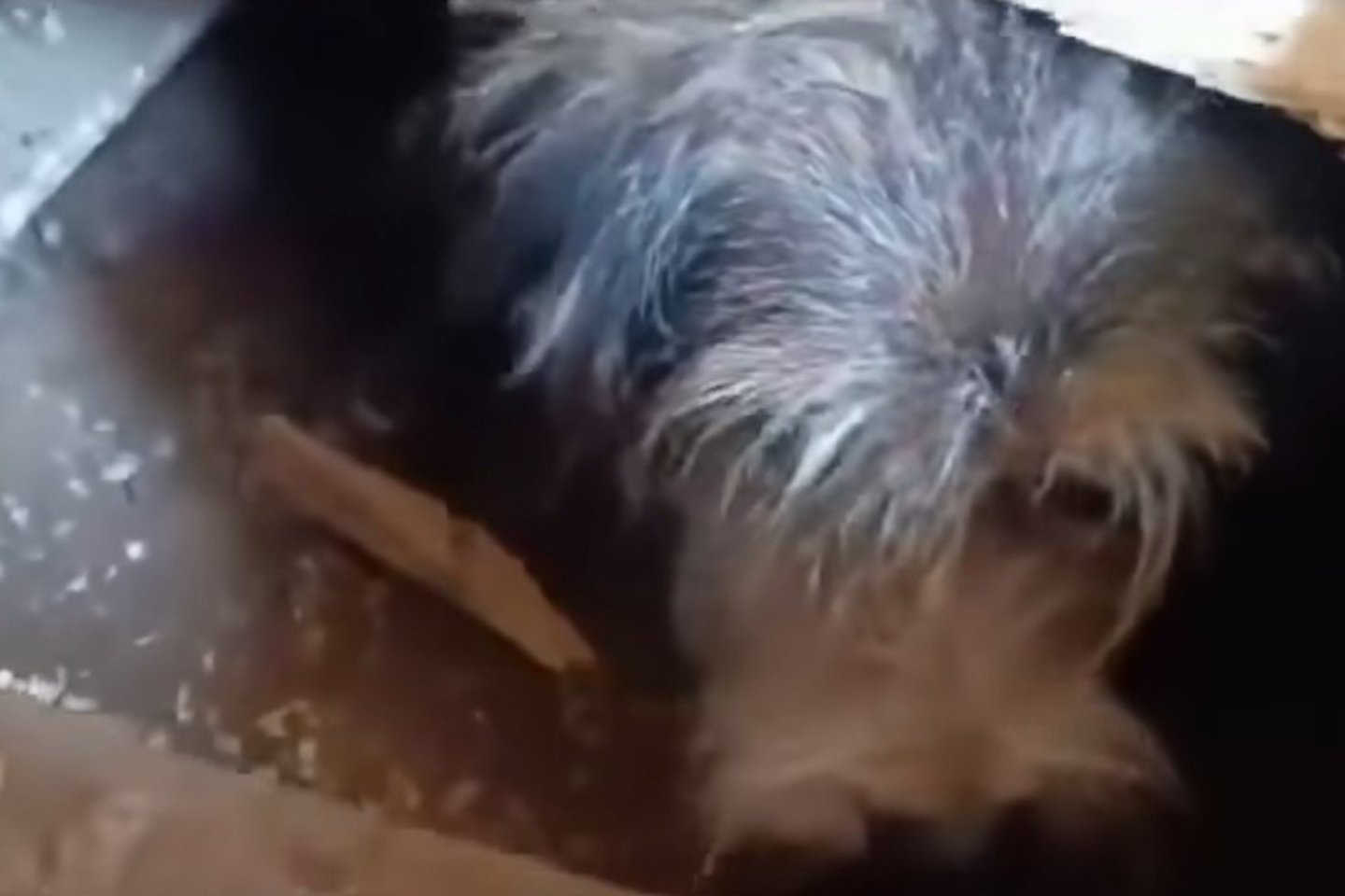 Beveik apakęs šuo kelias valandas praleido įstrigęs tamsoje ir karštyje: paviešino operacijos vaizdo įrašą.<br> Stop kadas