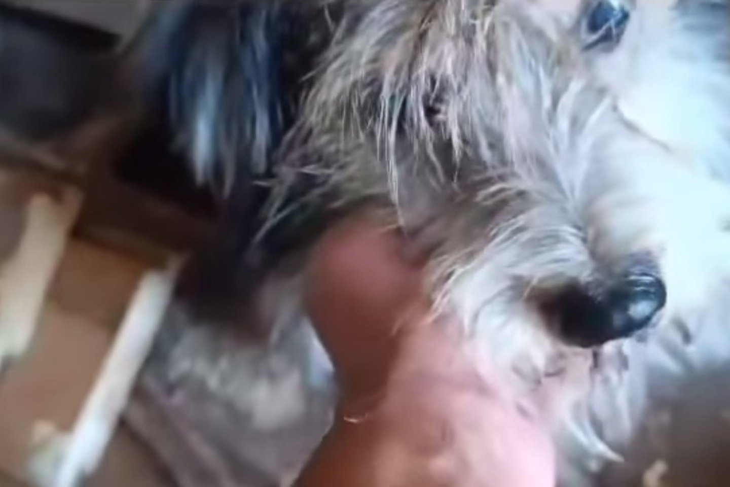Beveik apakęs šuo kelias valandas praleido įstrigęs tamsoje ir karštyje: paviešino operacijos vaizdo įrašą.<br> Stop kadas