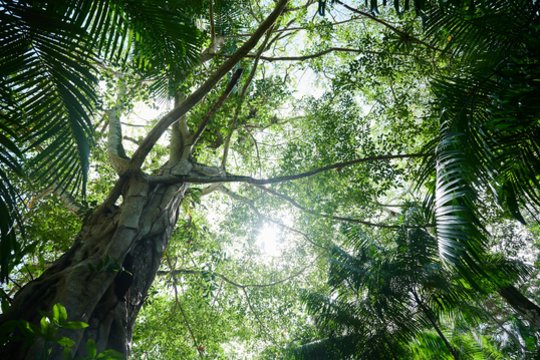 ​Nuo tada, kai Brazilijos prezidento postą perėmė Luizas Inacio Lula da Silva, reikšmingai sumažėjo šalies teritorijoje esančių Amazonės atogrąžų miškų naikinimas. Tai trečiadienį pranešė Brazilijos aplinkos ministerija.