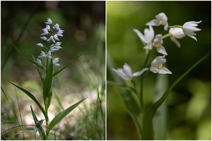 Dieveniškių miškuose žiedus jau skleidžia itin retas augalas: žydi vos 12 dienų
