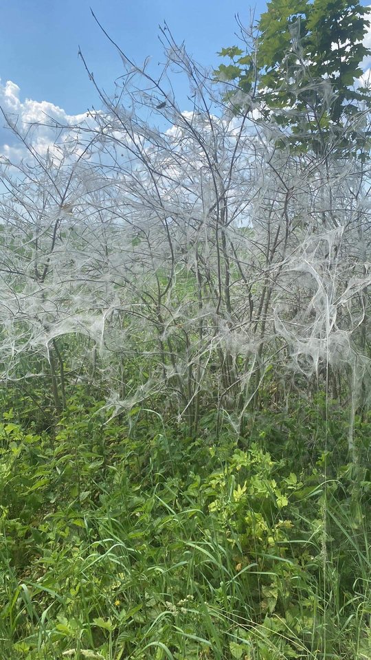 Lietuvius stebina baltais voratinkliais apraizgyti augalai, <br>A.Kavaliauskaitės nuotr. 