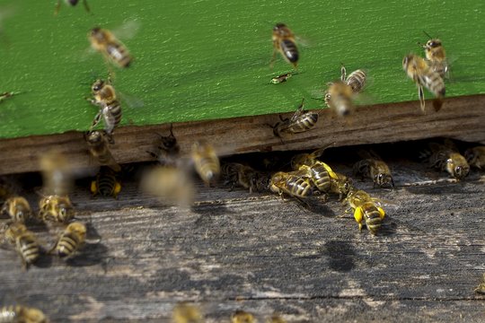 Siekiama greičiau ir tiksliau nustatyti galimas bičių žuvimo priežastis bičių ūkiuose.