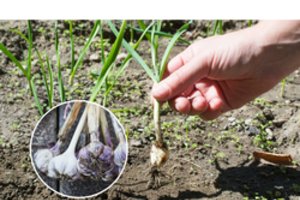 Daržininkai išsirinko: kad česnako galvutės būtų didelės ir ilgai laikytųsi, vasaros pradžiai naudoja šias trąšas