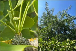 KU botanikos sode pirmą kartą pražydo ginkmedis