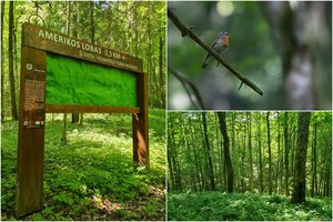 Ši vieta Lietuvoje – vienintelė tokia pasaulyje: įspėja planuojančius apsilankyti