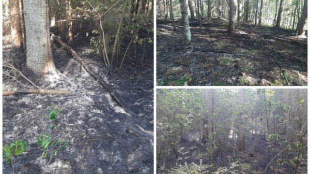 Suvaldyti gaisrą Žemaitijos nacionaliniame parke prireikė gausių pajėgų: įvardijo galimą nelaimės priežastį