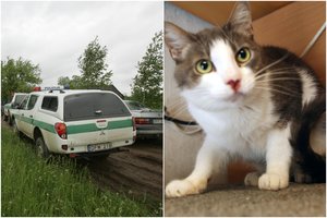 Šiurpus elgesys Pasvalio rajone: niršdamas ant kaimyno, piktadarys iš visų jėgų trenkė į sieną jo katiną