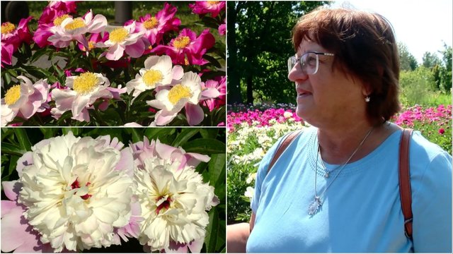 Didžiausias Lietuvoje bijūnų sodas siūlo įkvėpti vasaros: pristatyta per 700 gėlių rūšių