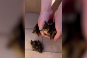 Vilniuje – neįprasta gelbėjimo operacija: pareigūnų pagalbos prireikė ančiukų šeimynai