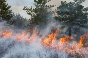Savaitgalį ugniagesiai dirbo išsijuosę: užgesino 232 gaisrus, kuriuose nukentėjo 3 žmonės