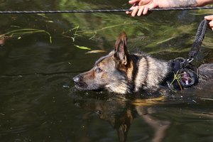 Pasieniečių šunims – meistriškumo čempionatas: rinks vieną geriausią iš 130