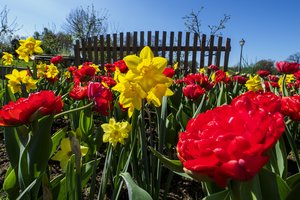 „Žinovų klubo“ testas. Ar atsakysite į 10 klausimų apie gėles?