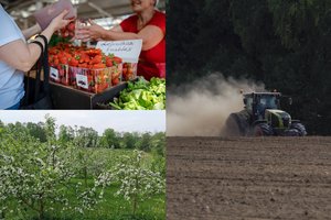 Ūkininkai neprisimena tokių metų: kuriam laikui pamiršime lietuviškų obuolių skonį, neturėsime dalies uogų