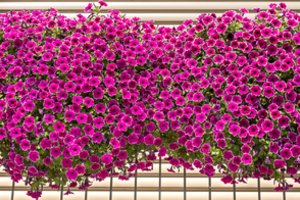 Trąšas petunijoms paruoškite iš atliekų, kurios paprastai keliauja į šiukšliadėžę – gėlės supleškės žiedais