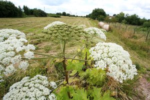 Privačių skypų savininkus ragina naikinti Sosnovskio barščius – neatsakingiems gresia įspūdingos baudos