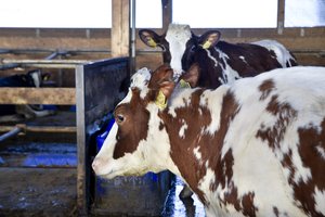 Pieno įstatymas skaldo žemdirbių bendruomenę