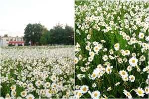 Kėdainių rajone – tikras ramunių rojus: vaizdas gniaužia kvapą