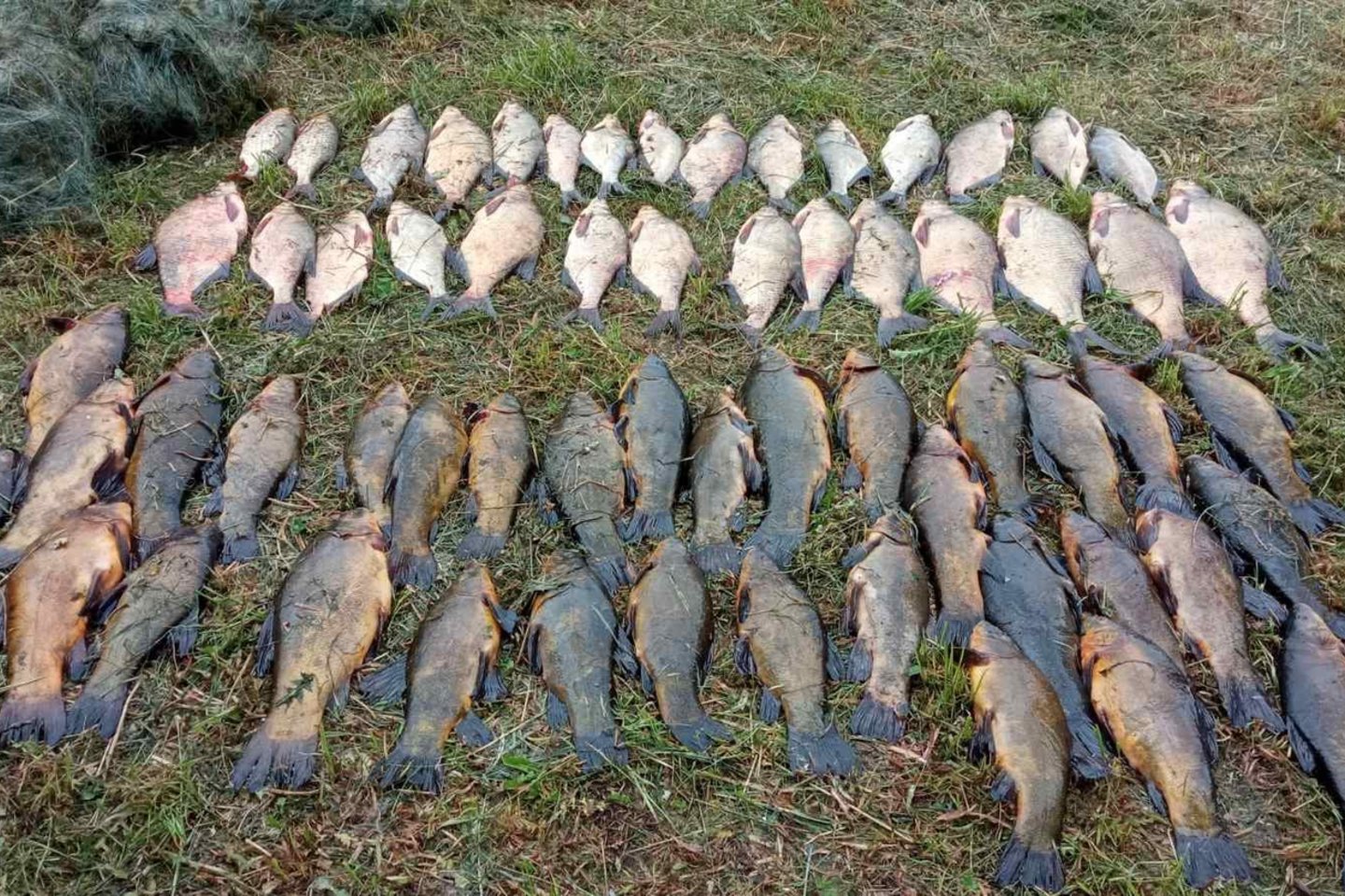 ​Aplinkos apsaugos departamento Utenos gyvosios gamtos apsaugos skyriaus pareigūnai per tris dienas nustatė šešis neteisėtai žvejojusius asmenis.<br>AAD nuotr. 