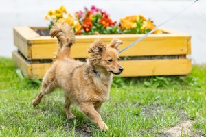 Sunku patikėti: į gatvę išmestas šunelis Guzikas Vilniuje gavo 240 globėjų