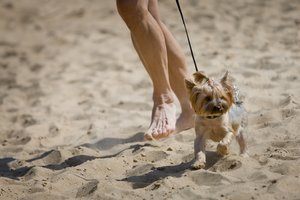 Pajūryje šunų tyko iš pirmo žvilgsnio nekaltas pavojus: simptomai, į kuriuos būtina atkreipti dėmesį