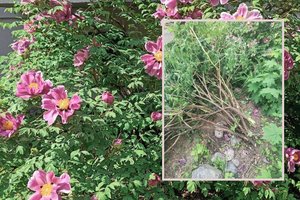 Kaimynus Kėdainiuose mirtinai supykdė bijūnas: naujakurys įvedė savo tvarką