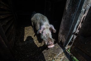 Skelbia, kokios kompensacijos laukia kiaulių augintojų