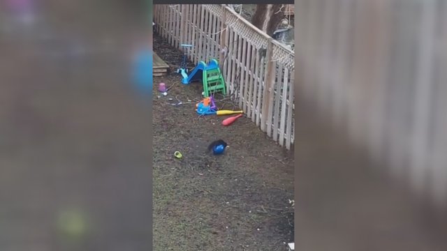 Netikėta viešnia namo kieme: užklydusi voverė užvaldė vaikų žaidimų aikštelę