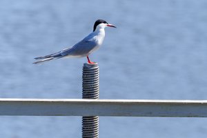 Zarasuose nustatytas paukščių gripo atvejis