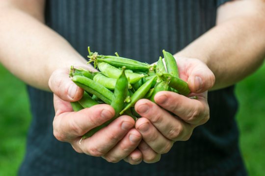 Žemės ūkio kooperatyvas „Šiaurės aruodai“ siekia pasinaudoti galimybe, jog skiriama ES parama perdirbimui, ir investuoti į inovatyvų projektą – ankštinių augalų perdirbimo gamyklą.