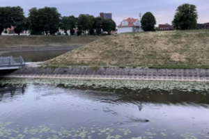 Klaipėdos miesto centre – bebrų buveinė: specialistai paaiškino, kaip elgtis juos sutikus