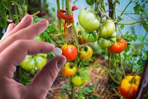 Šio vaisto tirpalu pagėgiškė stiprina pomidorus – jie neserga, todėl derlius kaskart nustebina net ją pačią