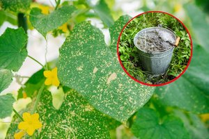 Vos pastebėjusi gelstančius agurkų lapus kėdainiškė juos atgaivina saviškiu tirpalu: lengvai pasigaminsite