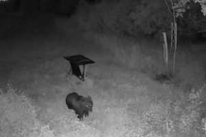 Vaizdo kameros užfiksavo retą svečią: Panevėžio rajone slampinėjo meška