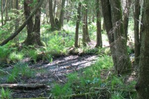 Alinančios sausros poveikis pastebėtas net ir drėgniausiose šalies vietose