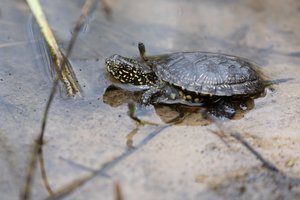 Į Dzūkijos balas sugrįžo baliniai vėžliukai: į laisvę paleista net 112 jauniklių