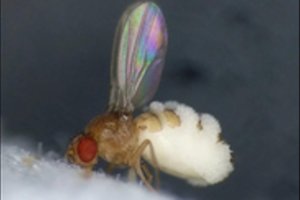 Grybas, paverčiantis gyvą sutvėrimą zombiu: ne siaubo istorija, o realybė