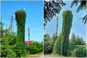 Įamžino turbūt gražiausią gandralizdį Lietuvoje: paukščiai čia grįžta jau ne pirmą dešimtmetį