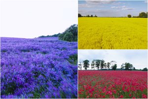 Užburiantys vaizdai Vilniaus rajone: augalai gamtą nudažė įvairiausiomis spalvomis