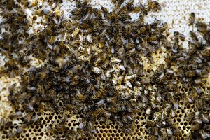 Bitininkas įsiuto: bitės miršta, ar ūkininkams egzistuoja taisyklės?