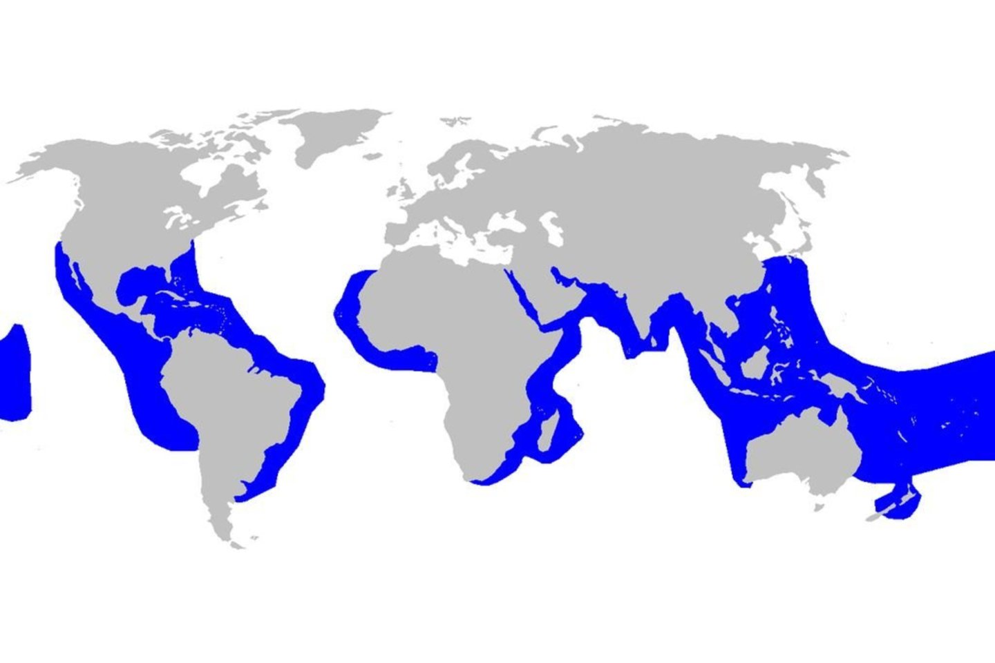  Tigrinių ryklių arealas. Akivaizdu, kad Raudonoji jūra (su Egipto Hurgada) į jį patenka, o Viduržemio – nelabai.