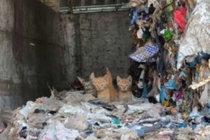 Dzūkijoje tarp atliekų – širdį veriantis gyvas radinys: 5 mažylių likimas pasikeitė papuolus į geras rankas