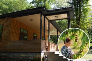 Medžiai į namus gali prišaukti bėdų, bet gali atnešti ir sėkmę: kuriuos sodinti savo kieme  