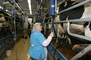 Pieno įstatymas pavasario sesijoje svarstomas nebus, komitetas daro pertrauką ir lauks ŽŪM patobulinimų