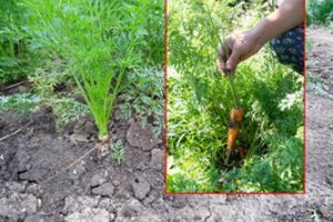 Vandos užaugintos morkos – visada saldžios, lygios ir didelės: įsiminkite kelis jos receptus