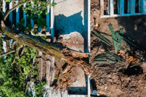 Kauno Dainų slėnyje lūžo ilgametis ąžuolas: vietoje prarasto galiūno sužaliuos naujas medelis