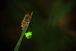 Įdomiausi faktai apie Joninių vabalą: ar žinojote, kodėl jonvabaliai šviečia?