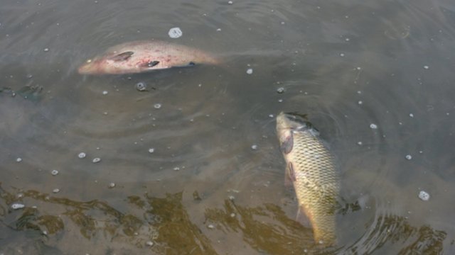 Žuvų gaišenos Kauno mariose tampa įprastu reginiu: priežastys išlieka mistinės
