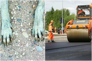 Vilniaus gatvėse – pavojus gyvūnams: tvirtina, kad anksčiau taip nebuvo